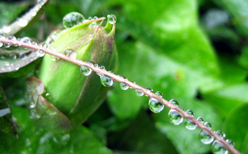 Green Flower Bud with Water Droplets — Serene