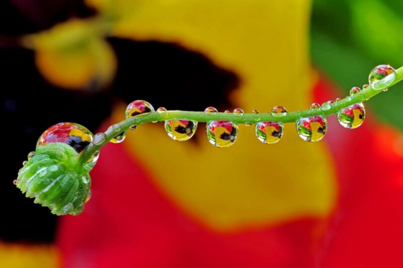 Green Flower Bud with Water Droplets