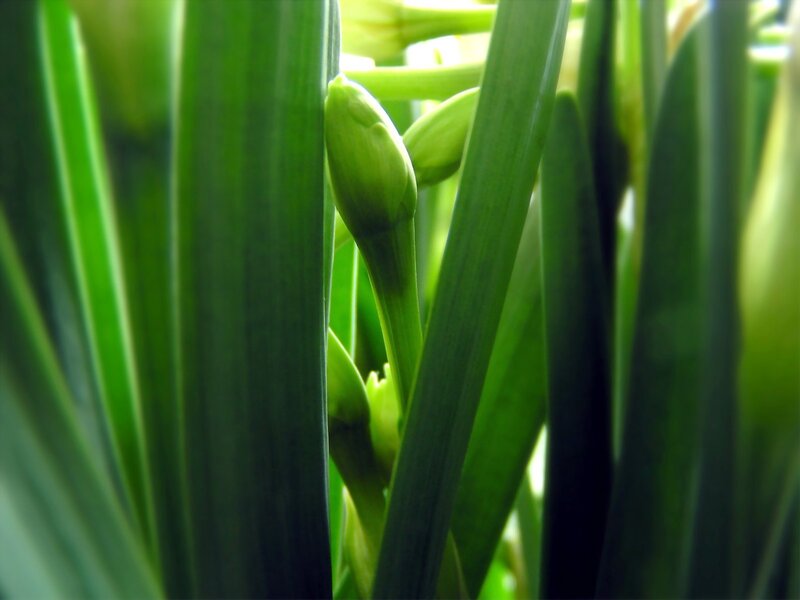 Green flower buds among leaves
