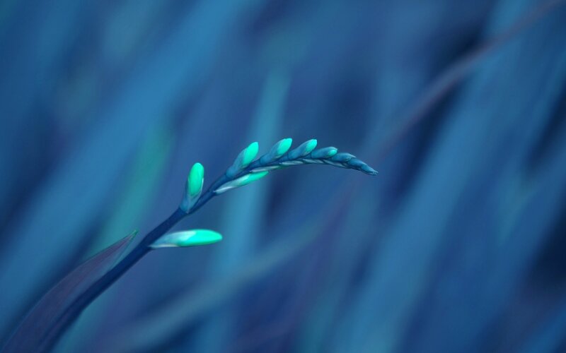 Green Flower Buds — Blue, Serene