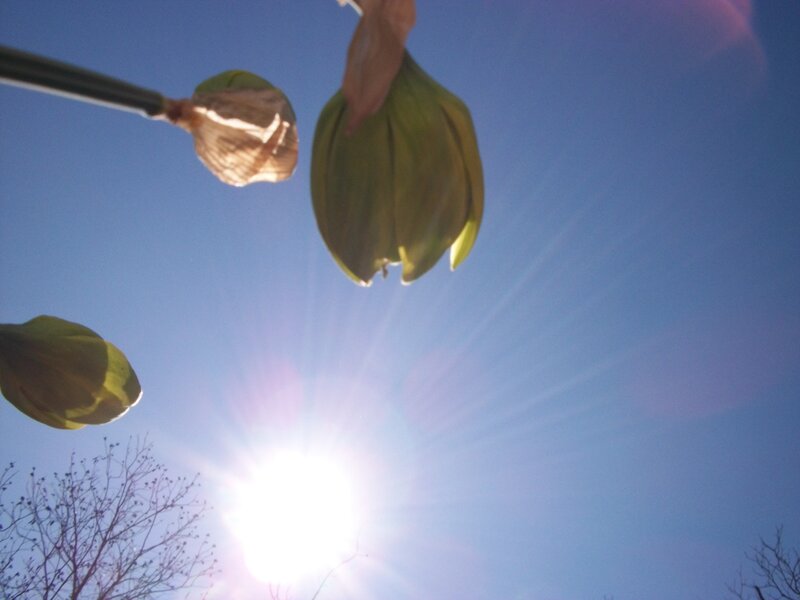 Green Flower Buds — Blue