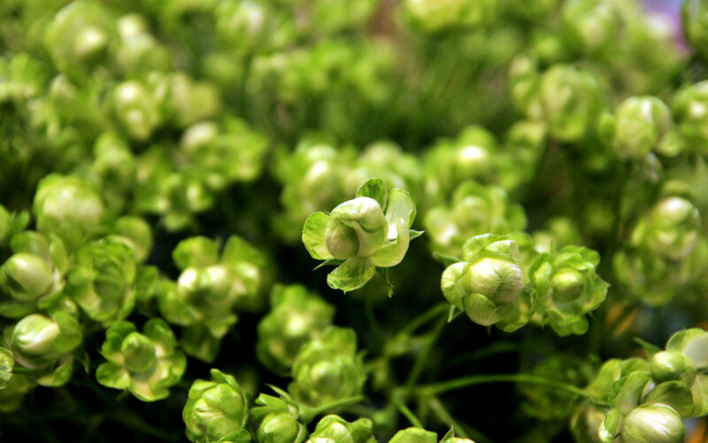 Green Flower Buds — Calm, Photograph