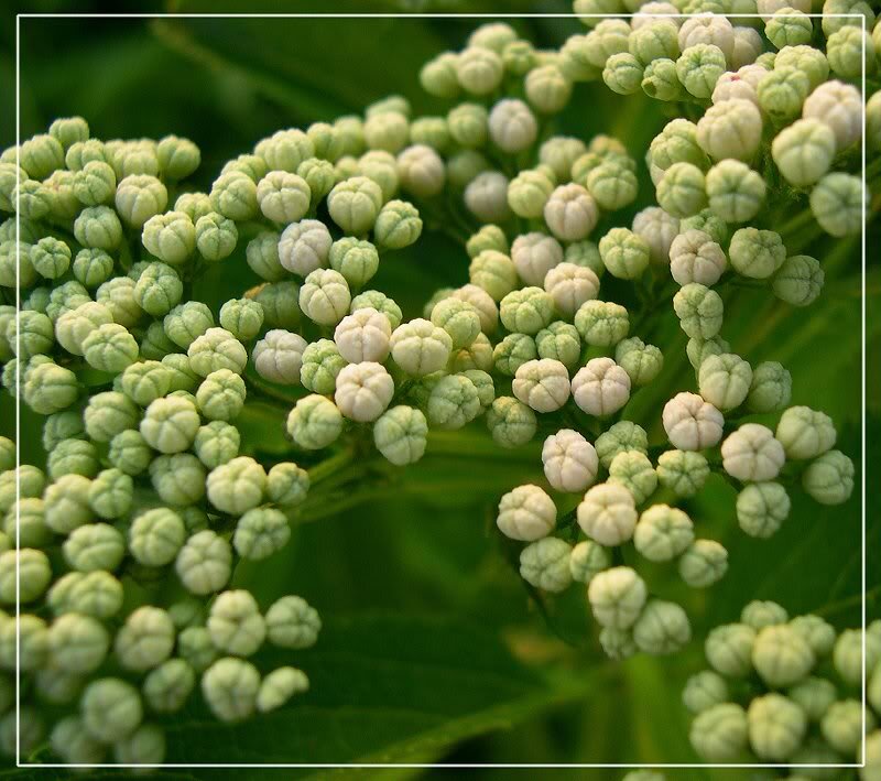 Green Flower Buds — Calm