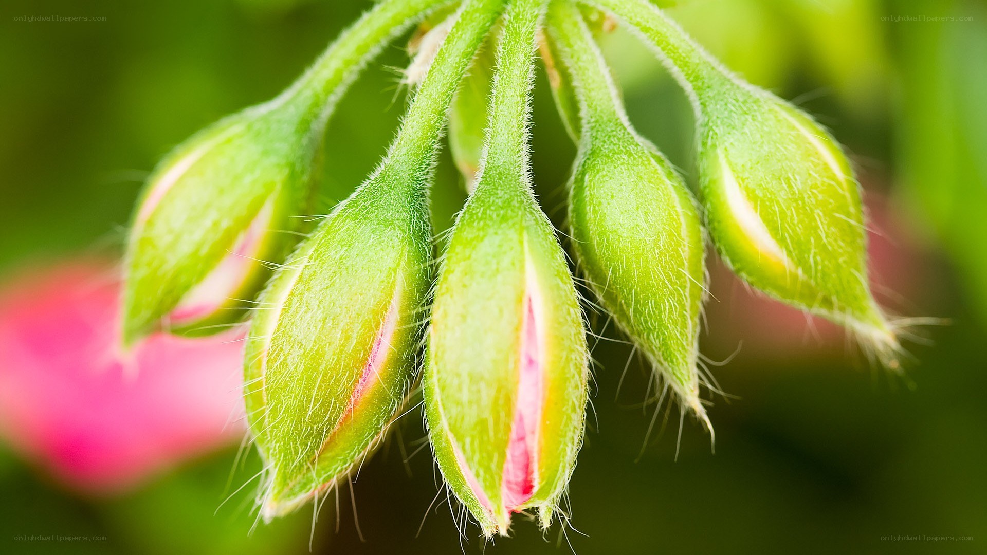 green flower buds close-up