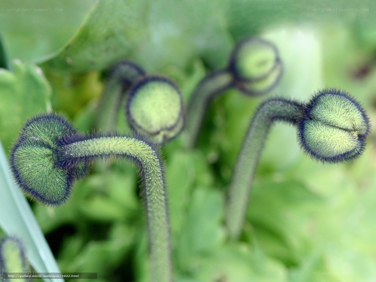 green flower buds close-up