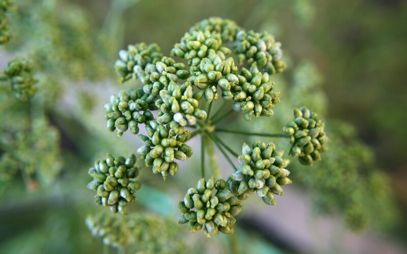 green flower buds cluster