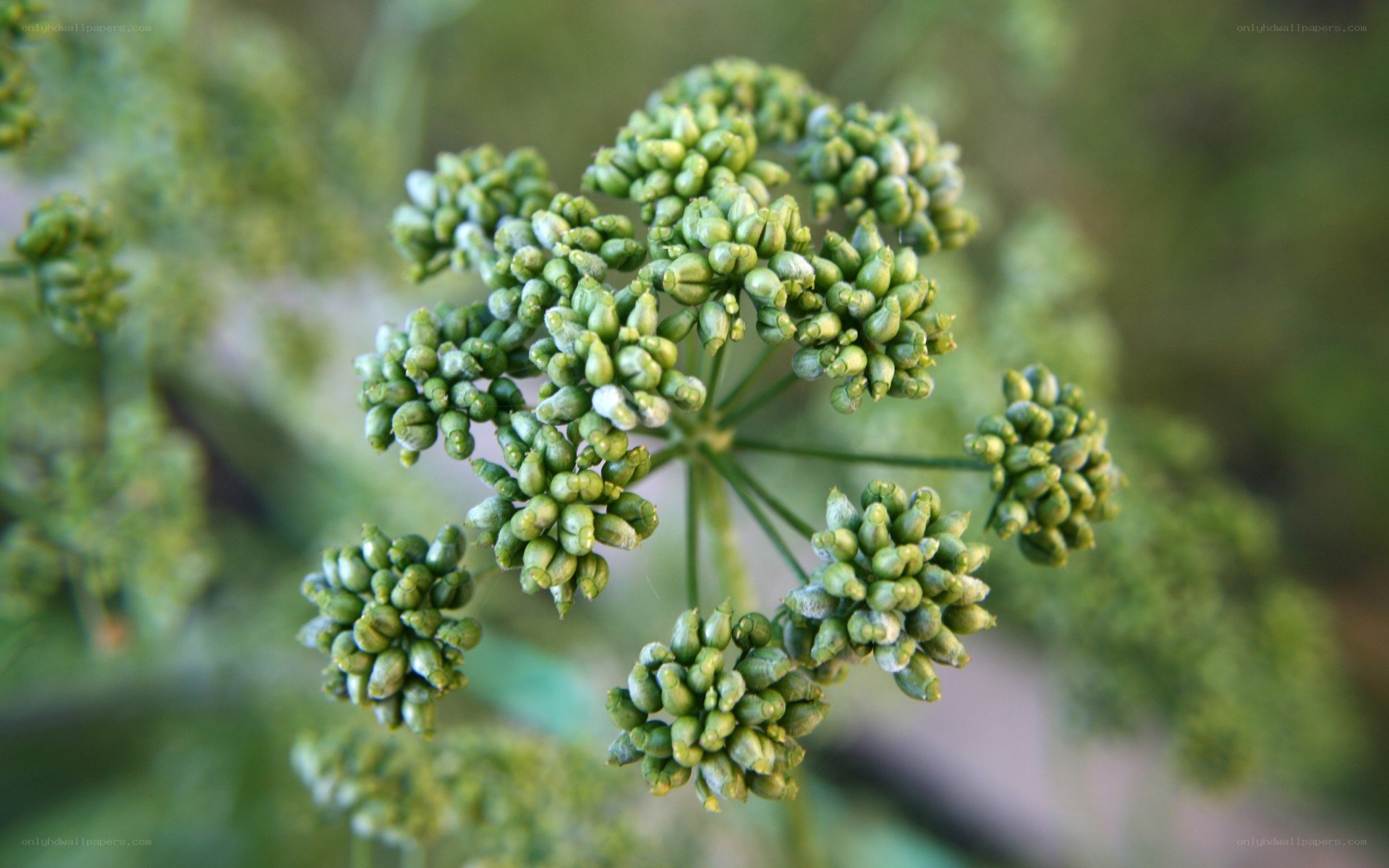 green flower buds cluster