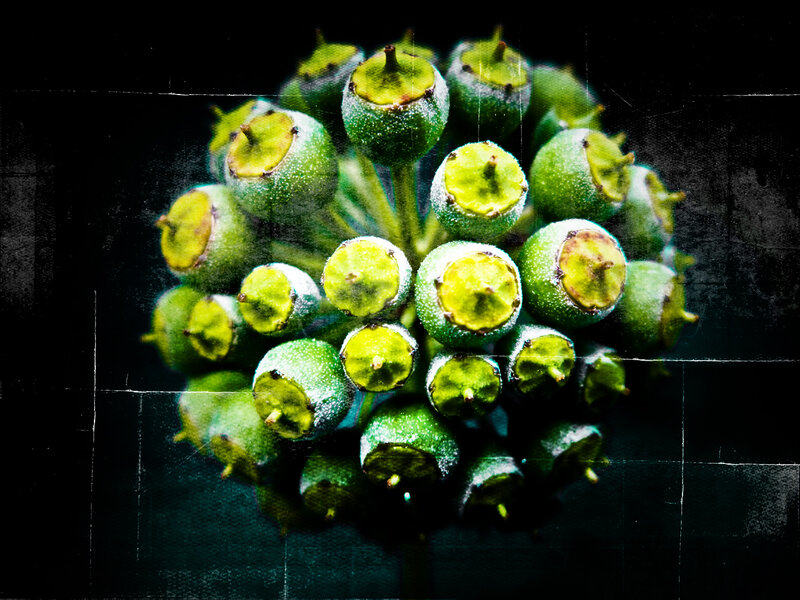 Green Flower Buds — Dramatic