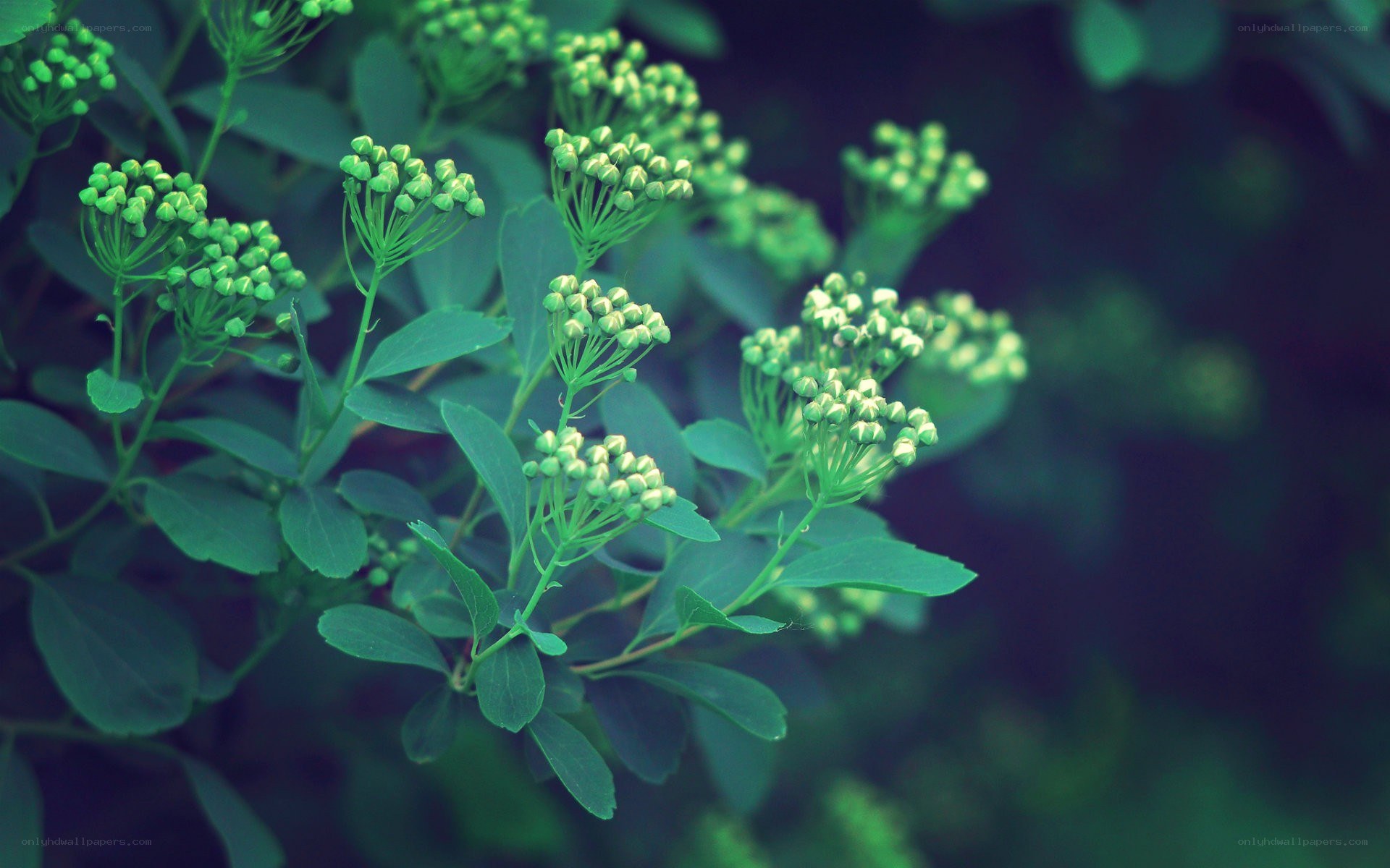 green flower buds in nature
