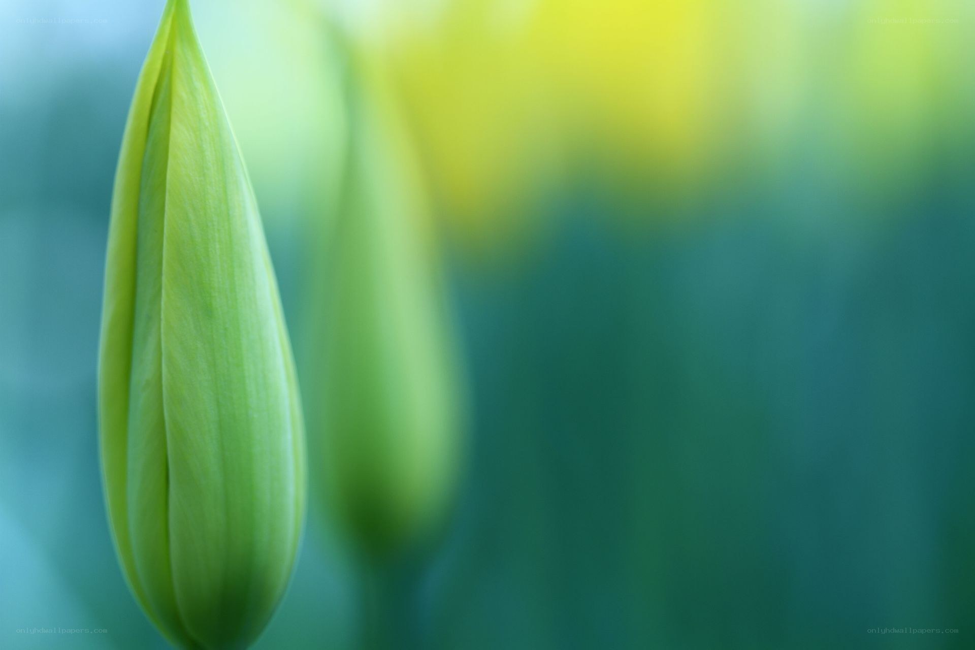 Green flower buds in soft focus