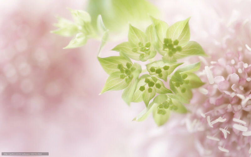 green flower buds in soft light