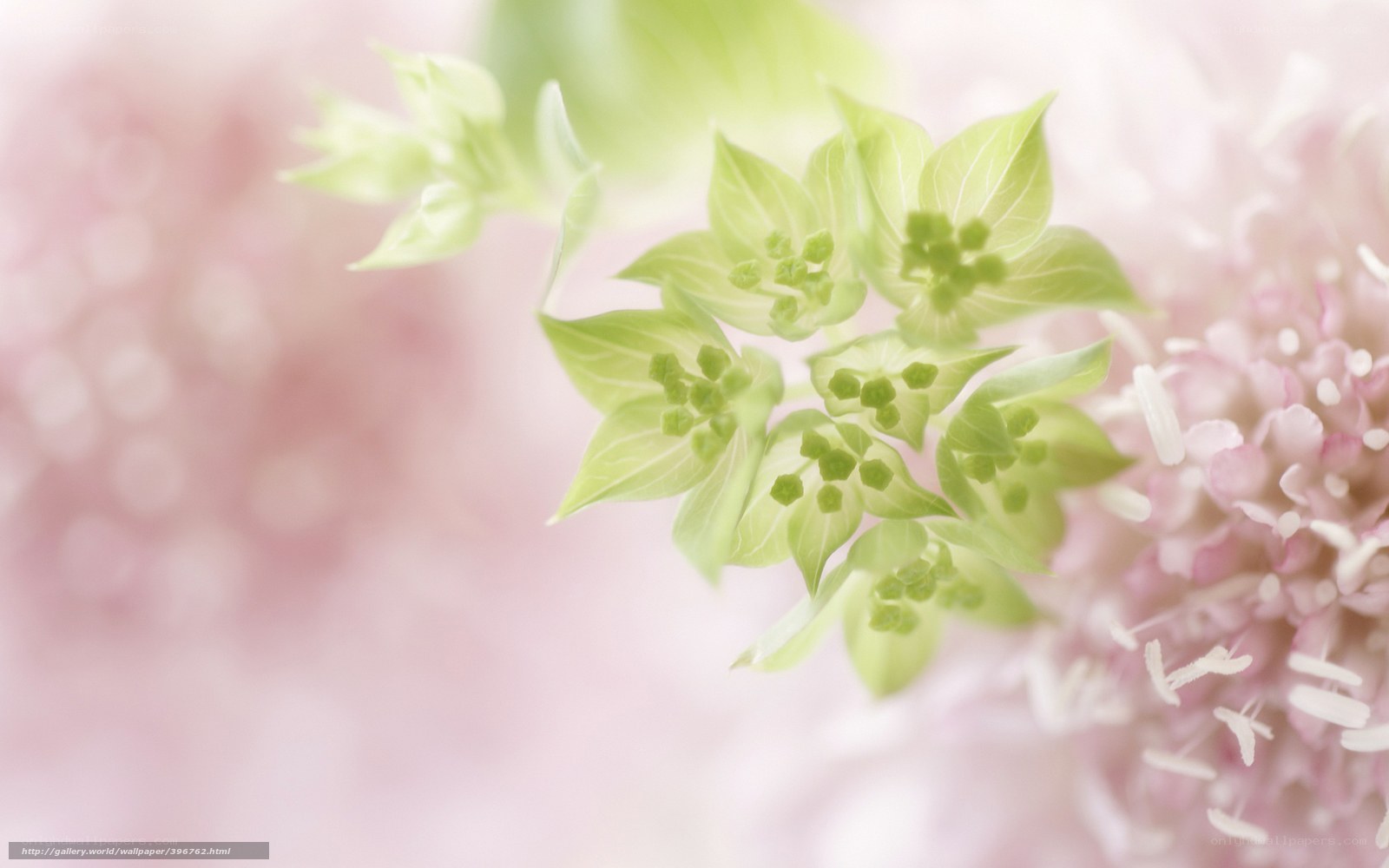 green flower buds in soft light