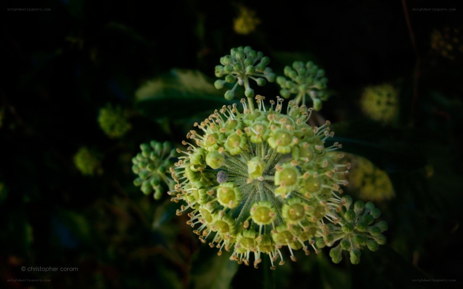 Green flower buds in sunlight