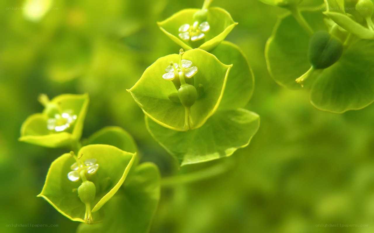 Green flower buds in sunlight