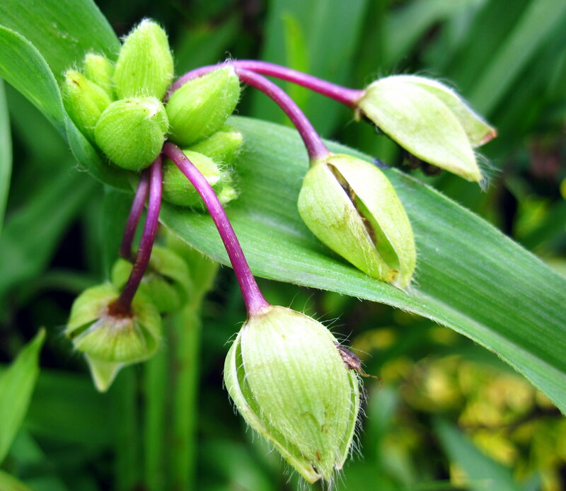 Green Flower Buds — Natural