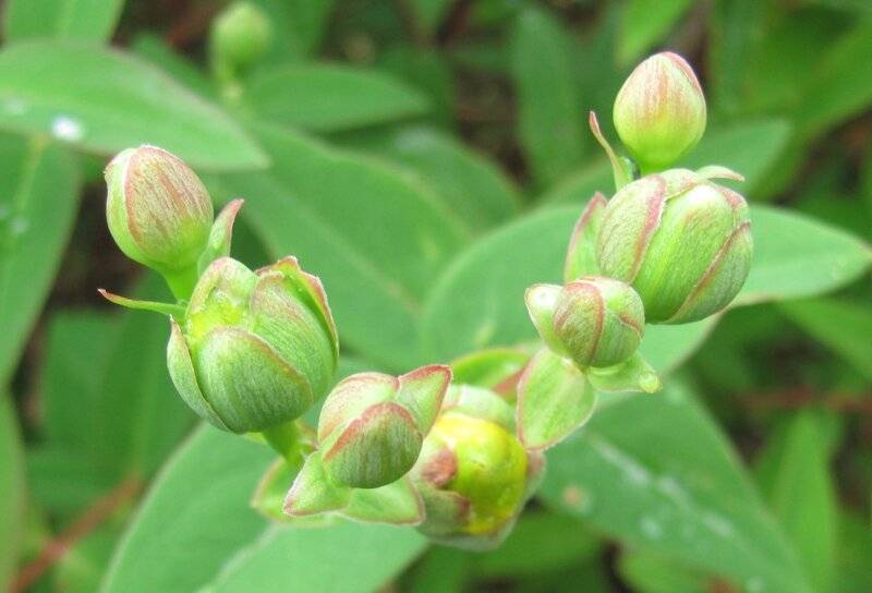 green flower buds on a plant