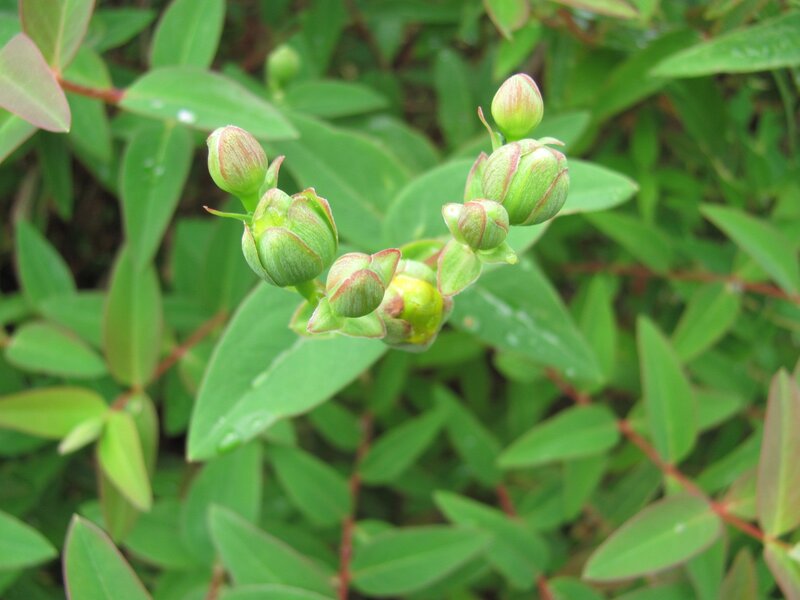 green flower buds on a plant