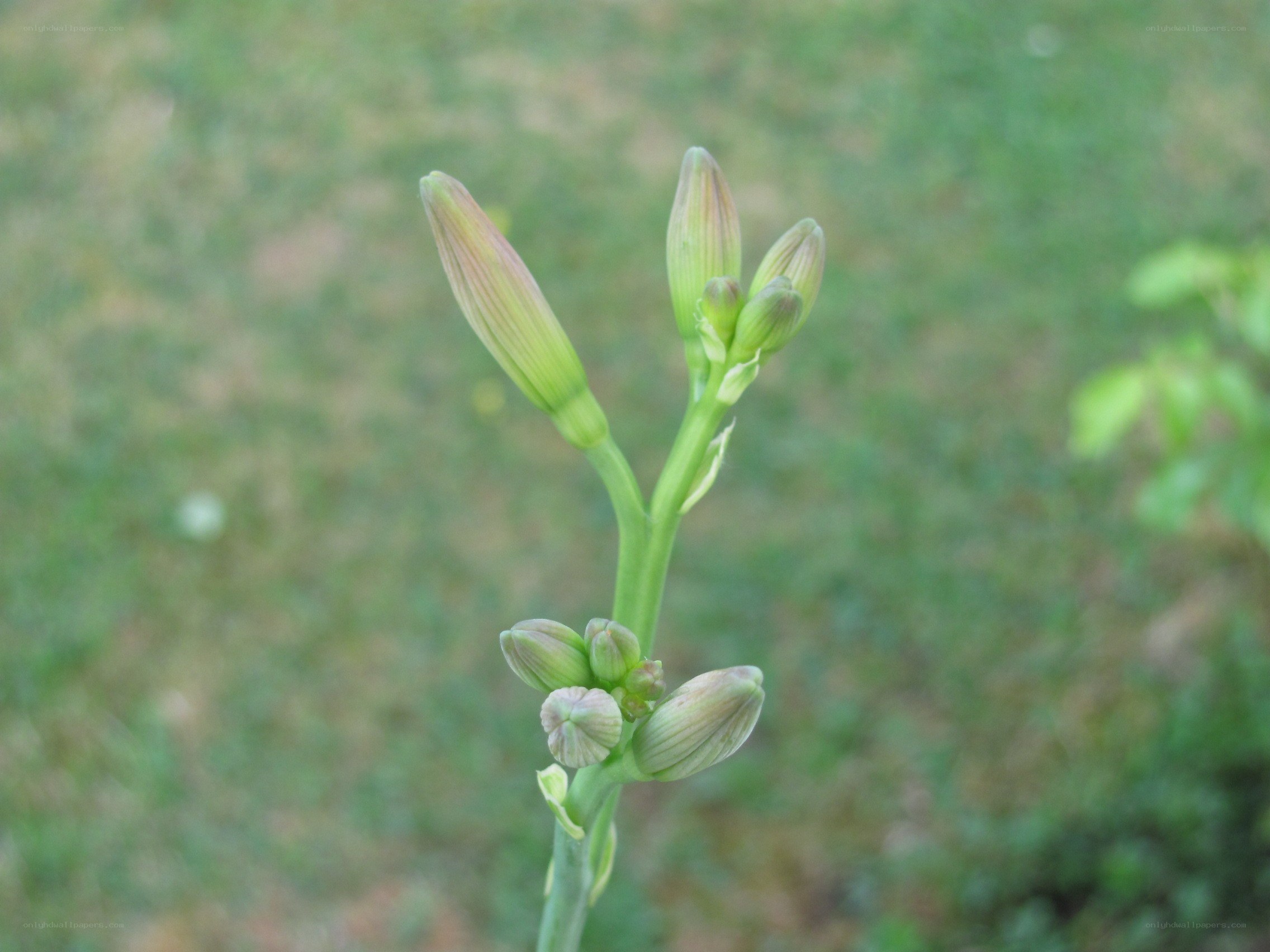 green flower buds on a stem
