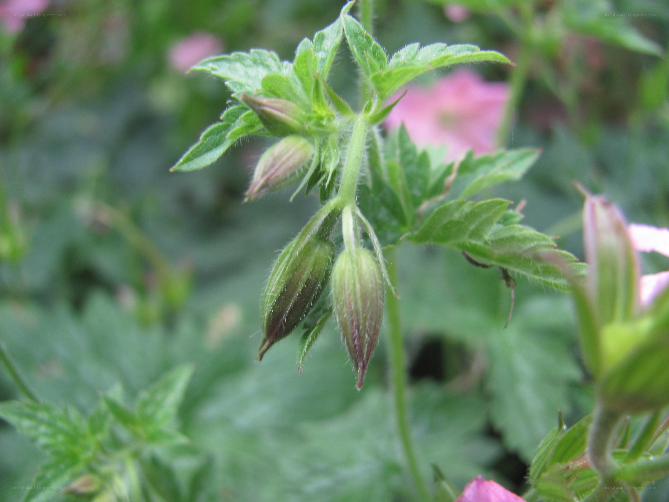 green flower buds on a stem