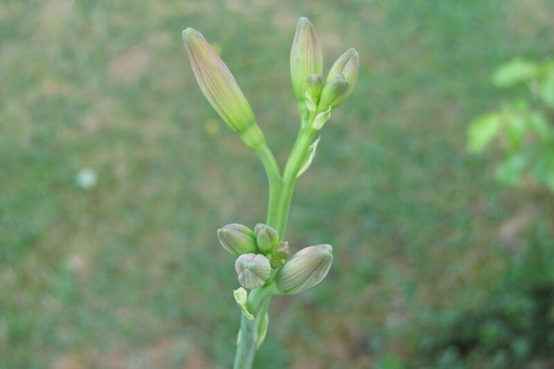 green flower buds on a stem
