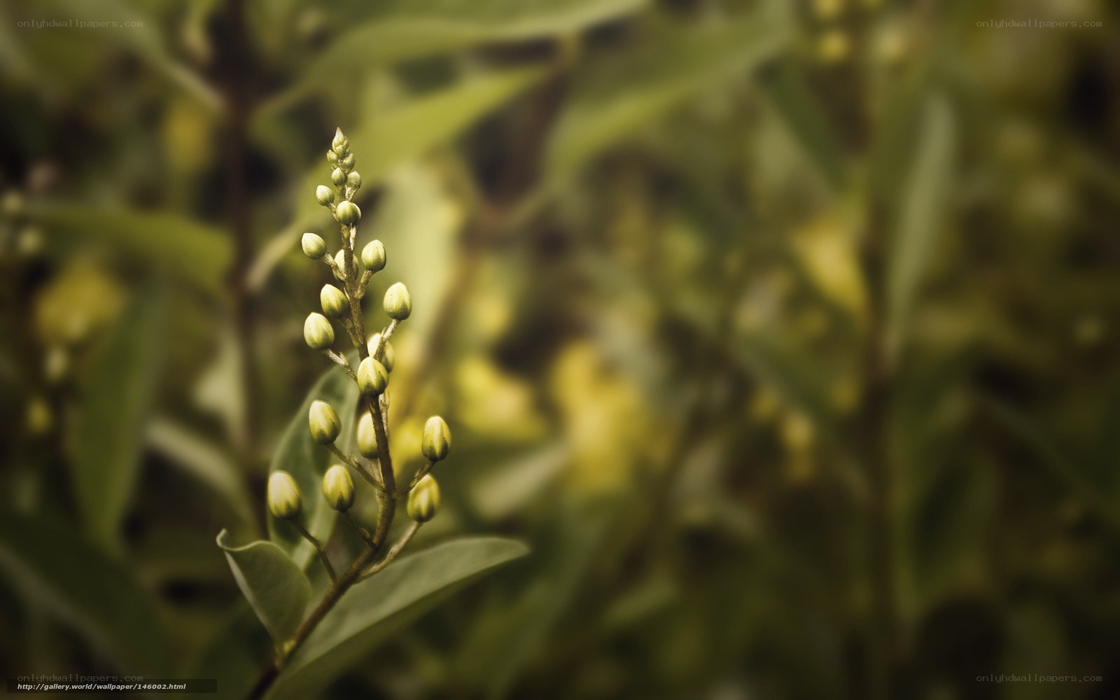 Green flower buds on a stem