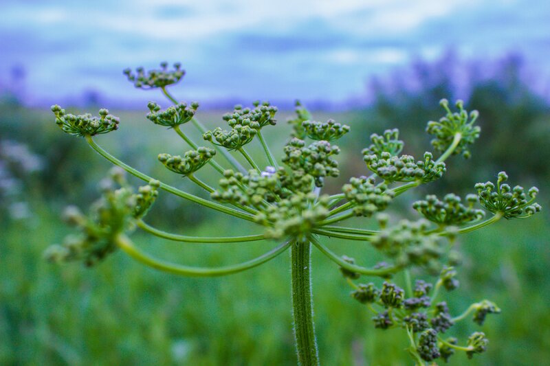 Green Flower Buds — Serene, Morning