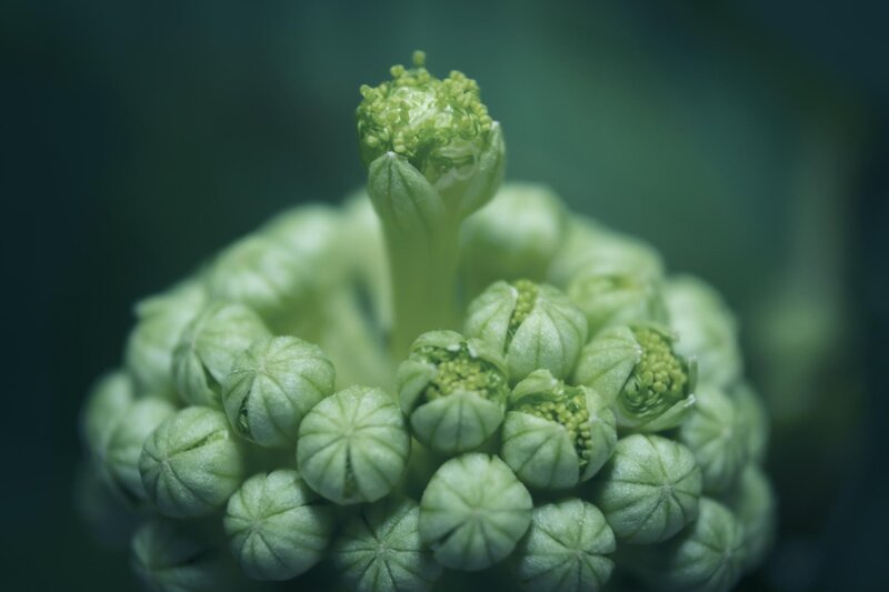 Green Flower Buds — Serene, Photograph, Stem