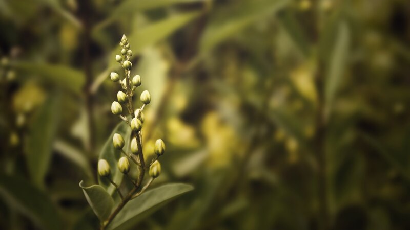 Green Flower Buds — Serene, Photograph