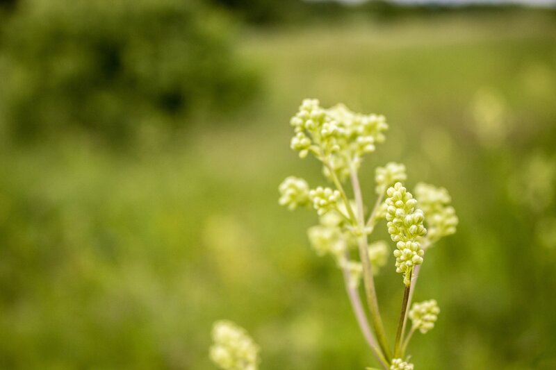 Green Flower Buds — Serene, Spring