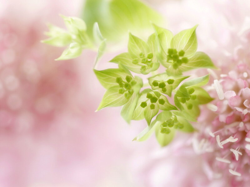 Green Flower Buds — Serene