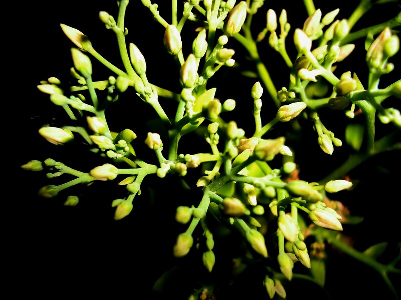 Green Flower Buds