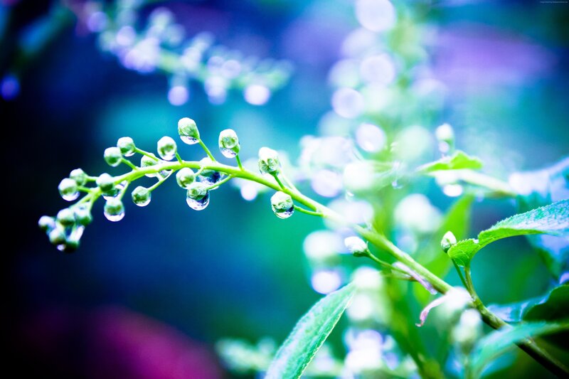 Green Flower Buds with Water Droplets — Blue