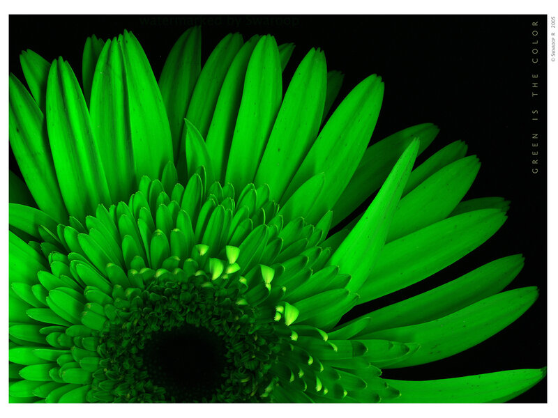Green flower close-up