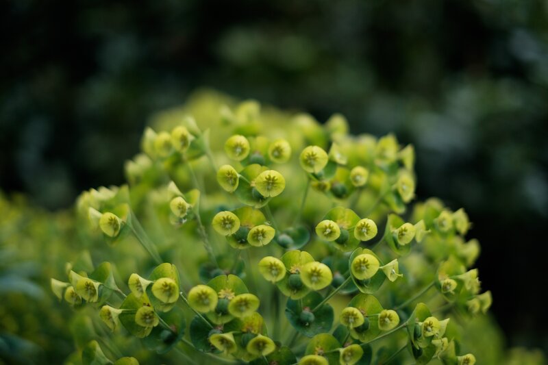 green flower cluster