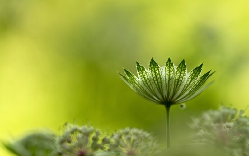 Green Flower Head
