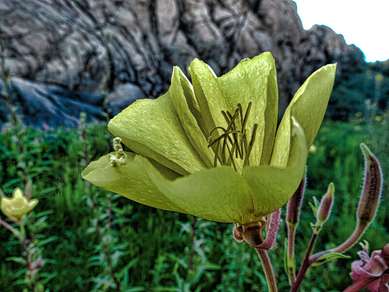 Green Flower in Field