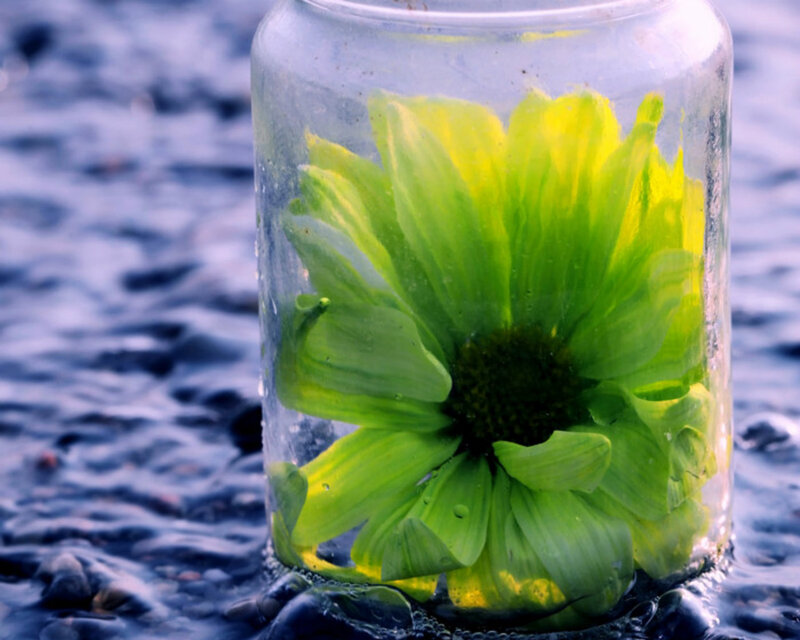 Green Flower in Glass Jar