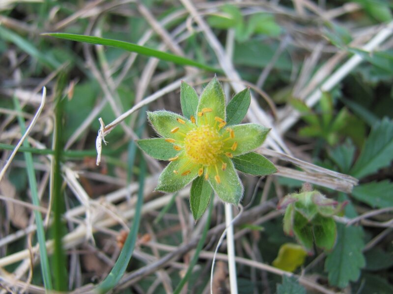 green flower in grass
