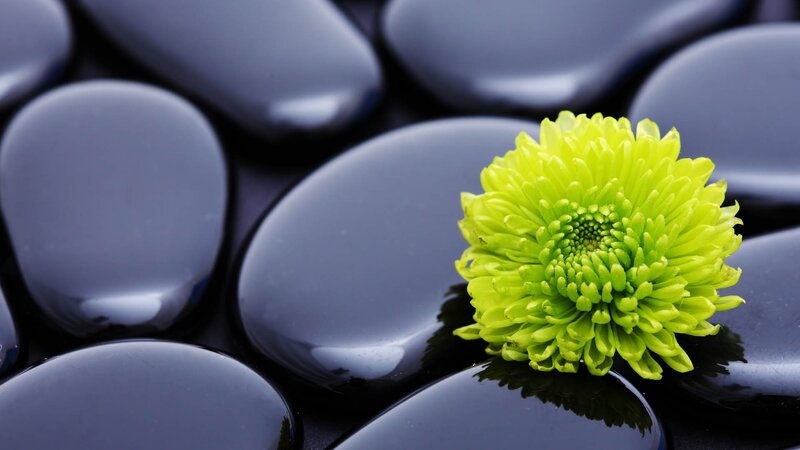 green flower on black stones