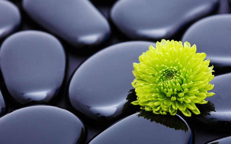 Green flower on black stones
