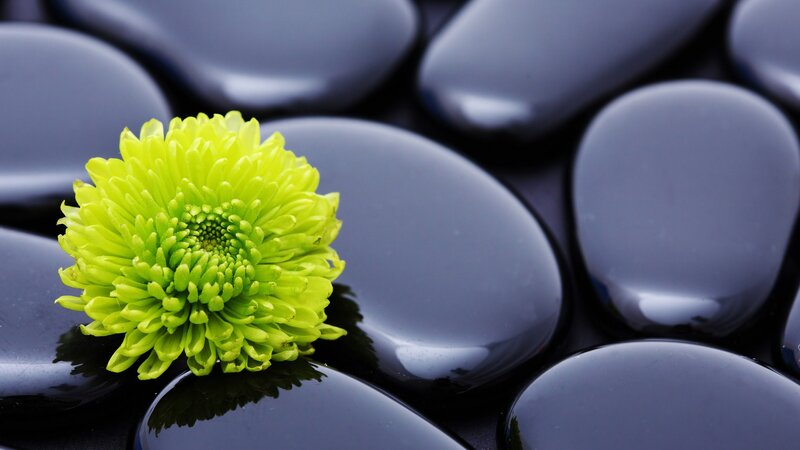 green flower on black stones