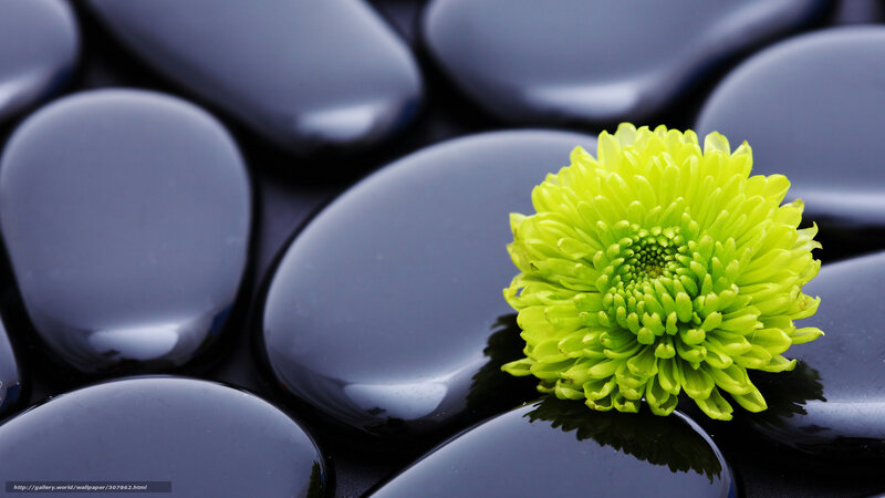 Green Flower on Black Stones — Serene, Photograph, Reflection