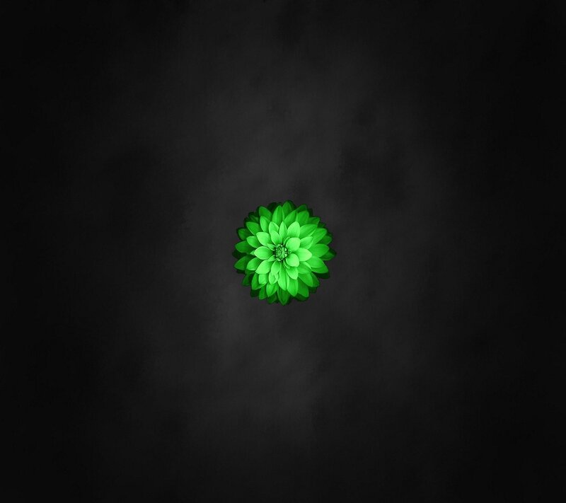 Green Flower on Black