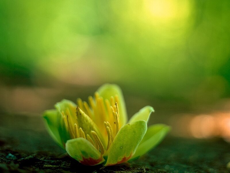 Green Flower on Ground
