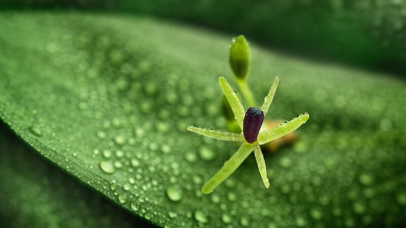 Green Flower on Leaf