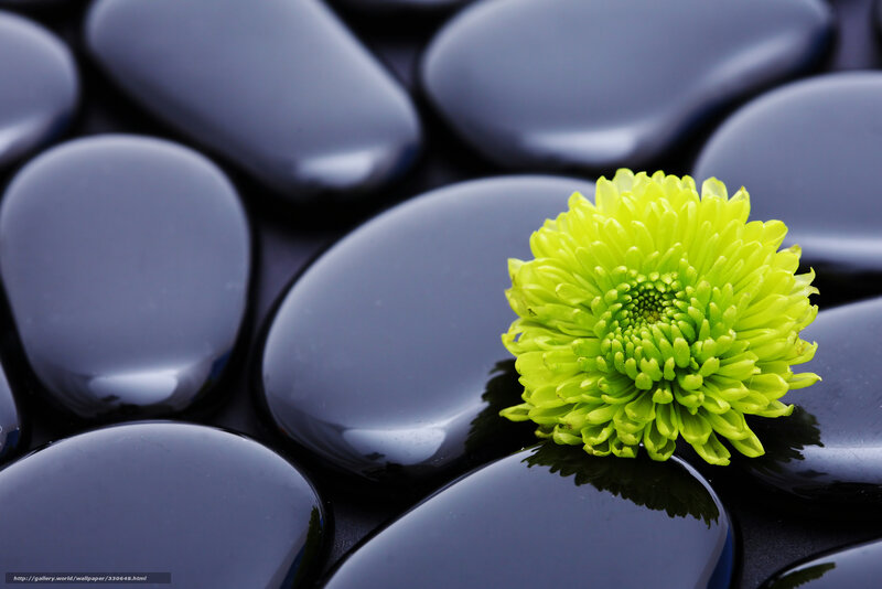 Green Flower on Stones — Serene