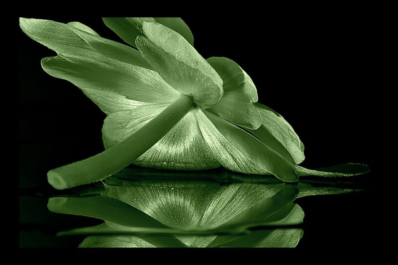 Green Flower Petal