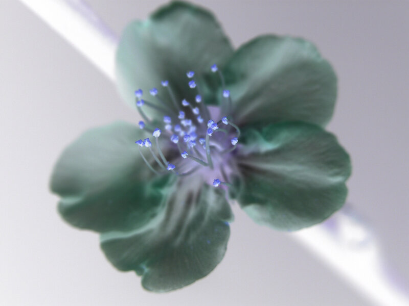 Green Flower with Blue Stamens