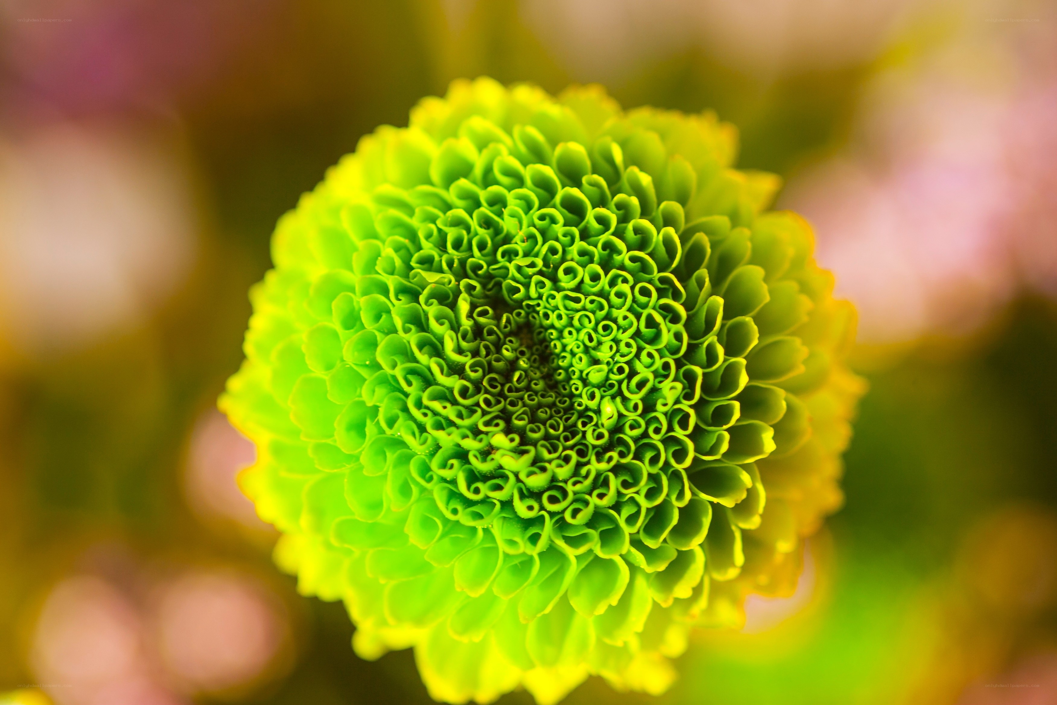 Green flower with curled petals