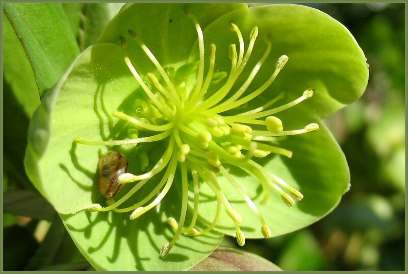 green flower with insect
